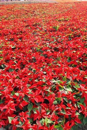 Hundreds of beautiful poinsettia flowers ready for the holiday seasonの写真素材