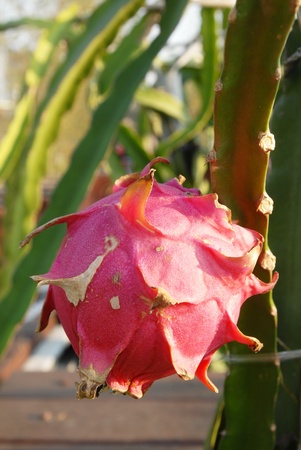 closeup of Exotic Dragon fruitの写真素材