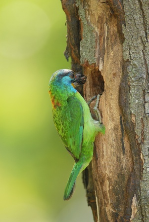 A muller's barbet on a tree trunk with its beak full of insect の写真素材