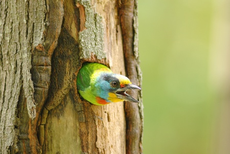 A muller's barbet in the hollow の写真素材