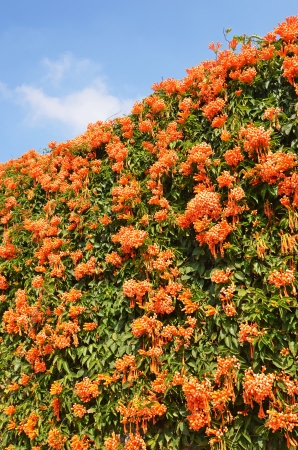 Fire-cracker vine on the wall   の写真素材