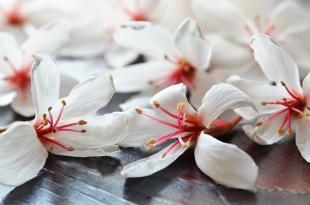 Tung tree flowers    の写真素材