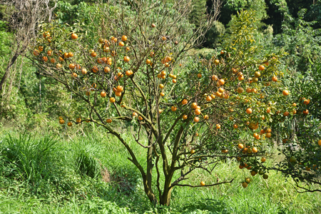 Orange trees growing in an orchard