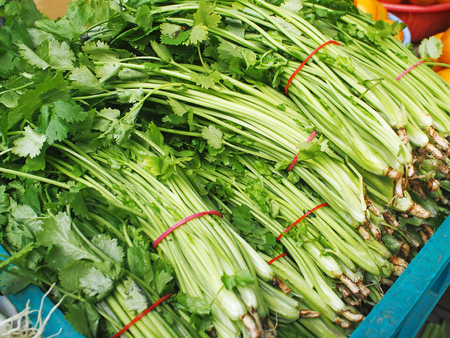 Fresh coriander leaves close up in marketの写真素材