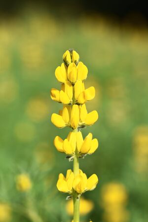 Close up of yelloe lupin flower in bloomの写真素材