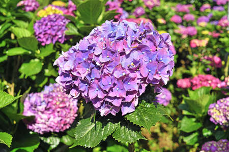 Hydrangea flowers are blooming beautifully in Yangmingshan National Park, Taiwan.