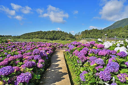 Hydrangea flowers are blooming beautifully in Yangmingshan National Park, Taiwan.