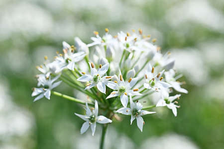 Closeup of white chives flowerの写真素材