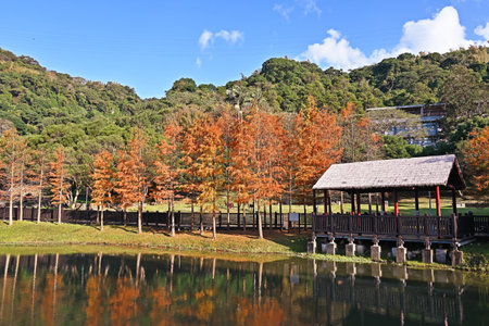 Bald Cypress tree on blue sky day in Taipei, taiwanの写真素材