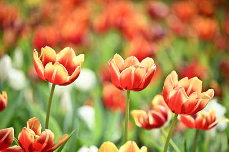 Close up of red tulips in the flower garden
