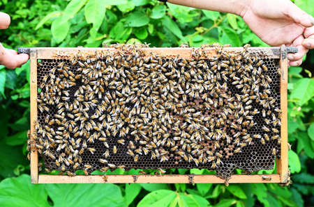Beekeeper holding a honeycomb full of beesの写真素材