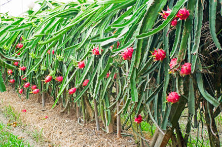 Dragon fruit plantation on a field in Taiwan.の写真素材