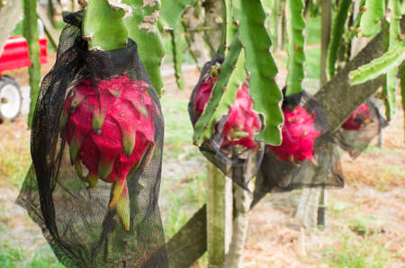 Dragon fruit plantation on a field in Taiwan.の写真素材