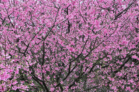 Beautiful cherry blossoms in spring at New Taipei City, Taiwan.の写真素材