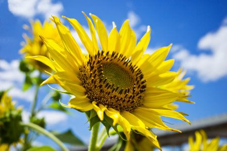Sunflowers on blue sky background. Sunflower natural background.の写真素材