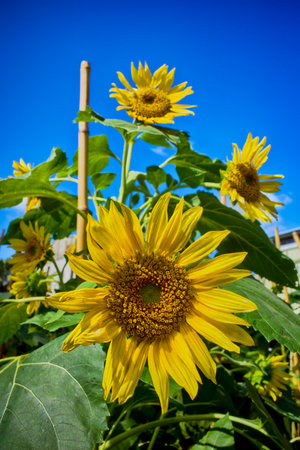 Sunflower field with blue sky background. Sunflower blooming in the garden.の写真素材