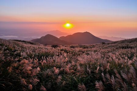 Chinese silvergrass in sunset background at Yangmingshan National Park, Taipei, Taiwanの写真素材