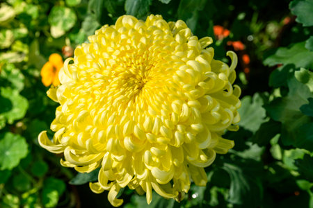 Yellow chrysanthemum flower in the garden, Thailand.