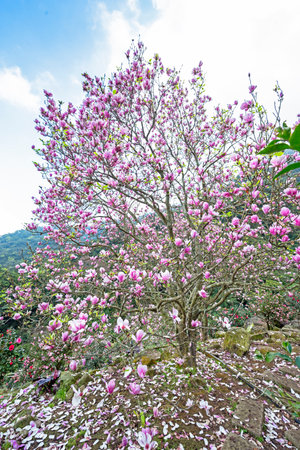 Beautiful magnolia tree with pink flowers in the garden. Spring season.の写真素材