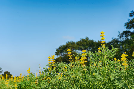 Yellow lupine flowers in the field with blue sky and green trees background.の写真素材
