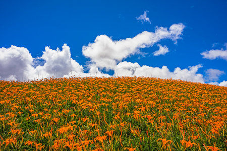 Orange daylily flower blooming on Chihke Mountain in Hualien