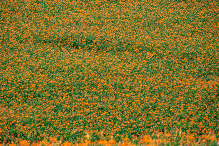 Field of orange daylily flowers in full bloom on a beautiful sunny dayの写真素材