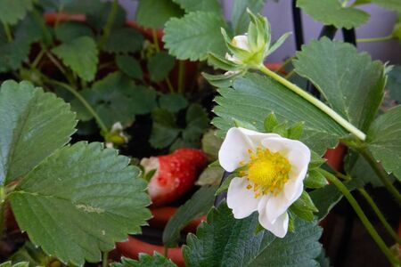 Flower of strawberry balcony farm in an apartment, with mature fruitsの写真素材