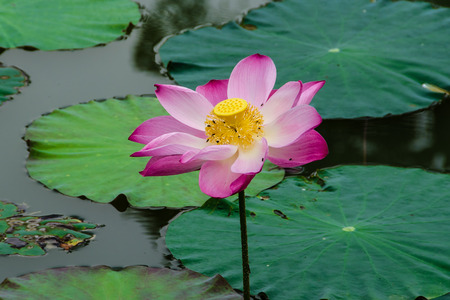 Lotus blossoms - Pink lotus blossoms or water lily flowers blooming on pond.の写真素材