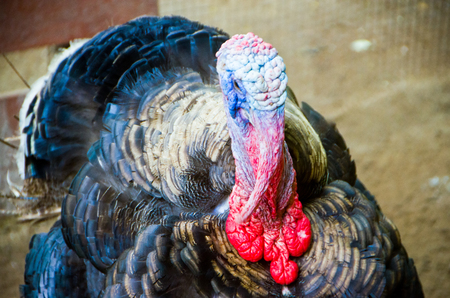 North American Wild Turkey - Wild Turkey is native to Americaの写真素材