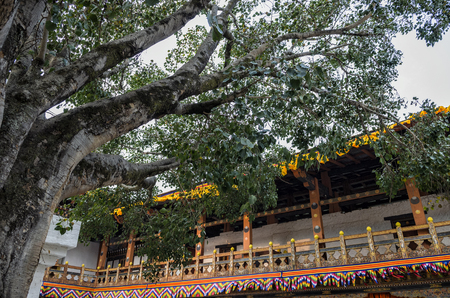 Punakha Dzong and bodhi tree, Bhutanのeditorial素材