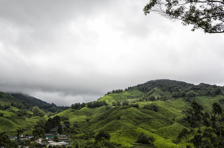 Tea Plantation, Cameron Highland, Malaysiaの写真素材