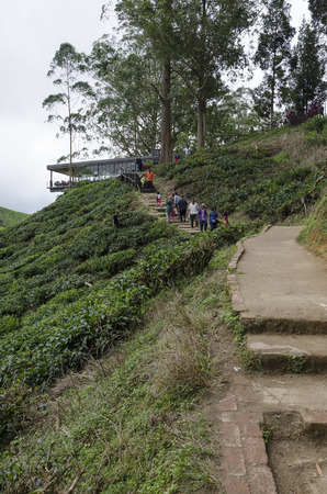 Sungai Palas BOH Tea House, one of the most visited tea house by tourists in Cameron Highland, Malaysiaのeditorial素材