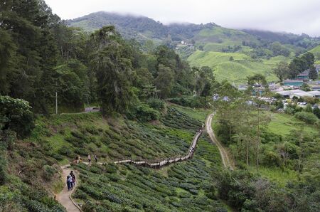 Walk way leading to Sungai Palas BOH Tea House, one of the most visited tea house by tourists in Cameron Highland, Malaysiaのeditorial素材