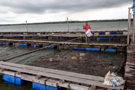 Unidentified worker feeding fish at offshore ocean open water fish farm at around Pulau Ketam; Malaysiaのeditorial素材