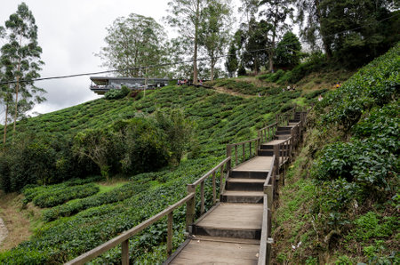Walk way leading to Sungai Palas BOH Tea House, one of the most visited tea house by tourists in Cameron Highland, Malaysiaのeditorial素材