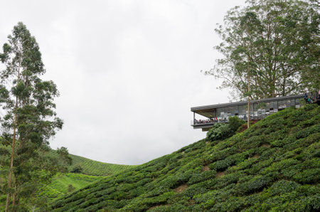 Sungai Palas BOH Tea House, one of the most visited tea house by tourists in Cameron Highland, Malaysiaのeditorial素材