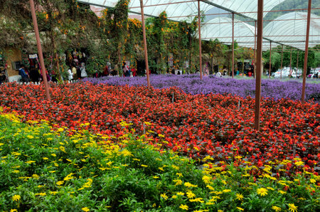 Colorful field of lavender and flower species in Lavender Garden in Cameron Highland, Malaysia.のeditorial素材