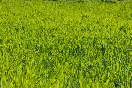 Green grass textureの写真素材