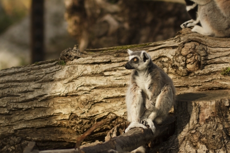 lemurの写真素材