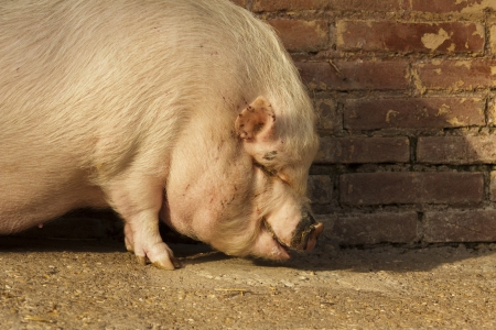 pig farmの写真素材