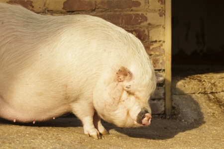 pig farmの写真素材