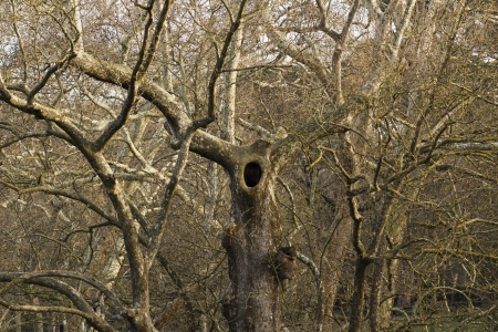 trees Villa Borgheseの写真素材