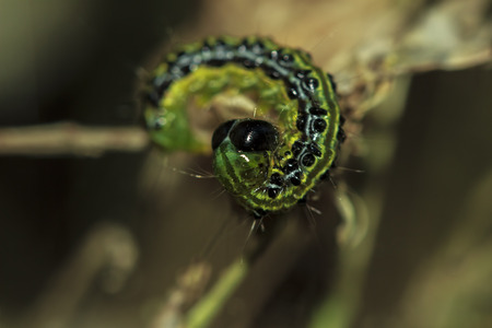 cydalima perspectalis