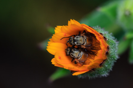 Macro of fly on Yellow Flower