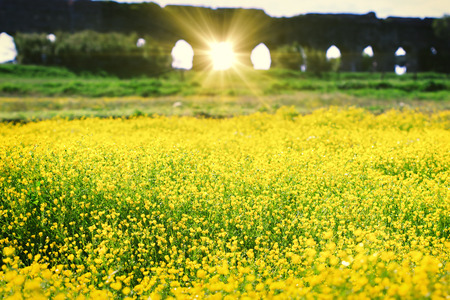 Park of the Aqueducts, Rome - Italyの写真素材