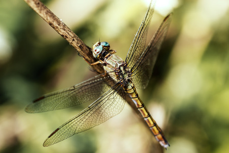 Dragonfly close upの写真素材