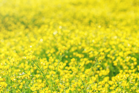 A field of bright yellow flowersの写真素材