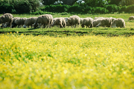  Field of yellow flowers and sheepの写真素材