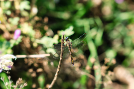 Dragonfly close upの写真素材