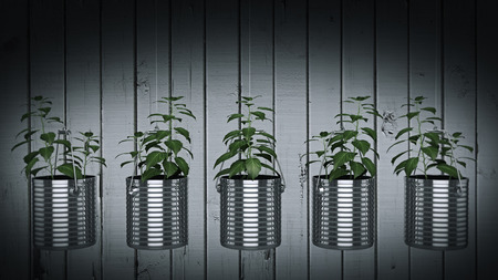 Green plant in in a small metal bucketの写真素材